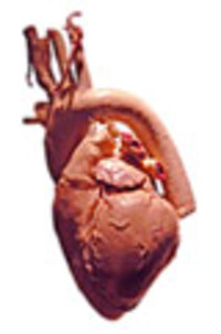 Your Heart